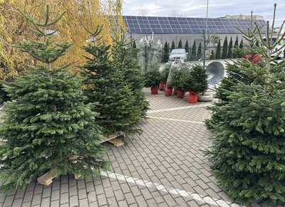 В Ужгороді ялинки продають 10 локаціях міста. Які ціни та асортимент В Ужгороді ялинки продають 10 локаціях міста. Які ціни та асортимент