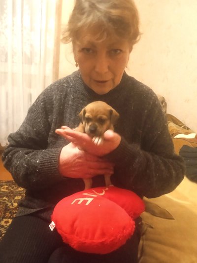Тварини, собака, цуценя, порятунок, допомога, річка, Житомир Тварини, собака, цуценя, порятунок, допомога, річка, Житомир