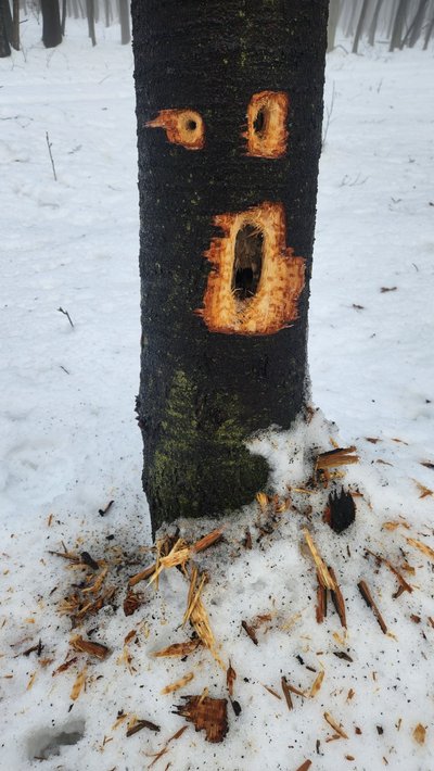 цікаві факти про пташок, дупло в дереві, жовна чорна цікаві факти про пташок, дупло в дереві, жовна чорна