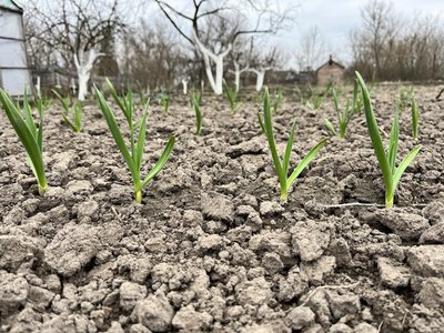 Що можна сіяти та садити в кінці квітня — поради для початківців Що можна сіяти та садити в кінці квітня — поради для початківців