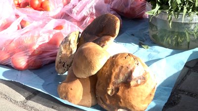Свіжі гриби на Житньому ринку в Житомирі: ціни, попит і вплив посухи Свіжі гриби на Житньому ринку в Житомирі: ціни, попит і вплив посухи