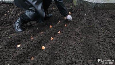 Студенти релокованого університету з Маріуполя висадили тюльпани у Дніпрі Студенти релокованого університету з Маріуполя висадили тюльпани у Дніпрі