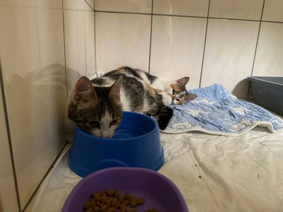 Місяць не могли евакуювати: до Черкас привезли вісьмох котів з Краматорська Місяць не могли евакуювати: до Черкас привезли вісьмох котів з Краматорська