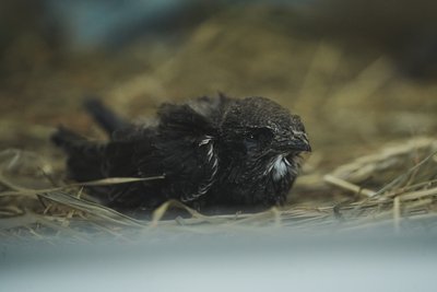 Пташеня серпокрильця Пташеня серпокрильця