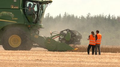 жінки на жнивах жінки на жнивах