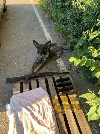"Вона до кінця думає, що шукає м'ячик": як працює німецька вівчарка Оля разом з кінологом НГУ Романом "Вона до кінця думає, що шукає м'ячик": як працює німецька вівчарка Оля разом з кінологом НГУ Романом