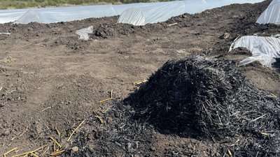 На Кіровоградщині на полі господарства вимерзла розсада кавунів: як компенсувати збитки і коли кавуни краще садити На Кіровоградщині на полі господарства вимерзла розсада кавунів: як компенсувати збитки і коли кавуни краще садити