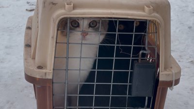 "Рятують життя під атаками дронів, артилерії та КАБів". Як зооволонтери з Дніпра вивозять тварин з прифронтових громад "Рятують життя під атаками дронів, артилерії та КАБів". Як зооволонтери з Дніпра вивозять тварин з прифронтових громад