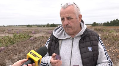 Не втрачає колір після варіння: на Волині вирощують фіолетову картоплю Не втрачає колір після варіння: на Волині вирощують фіолетову картоплю