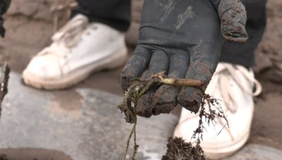 "Розрив серця": у фермерів з Черкащини негода змила розсаду кавунів "Розрив серця": у фермерів з Черкащини негода змила розсаду кавунів