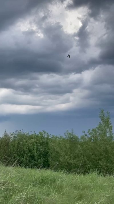 З двох гнізд вижило лише одне пташеня: на Рівненщині закільцювали червонокнижного кулика-сороку З двох гнізд вижило лише одне пташеня: на Рівненщині закільцювали червонокнижного кулика-сороку