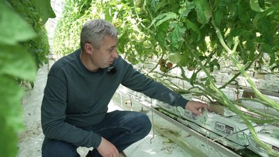 Понад п'ять гектарів помідор та три гектари огірків вирощують у теплицях в селі Зоря на Рівненщині Понад п'ять гектарів помідор та три гектари огірків вирощують у теплицях в селі Зоря на Рівненщині