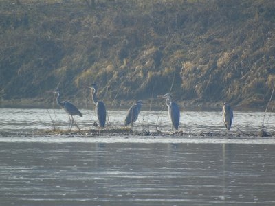 птахи, природа, чапля сіра, фото птахів, фото природа, bird watching птахи, природа, чапля сіра, фото птахів, фото природа, bird watching