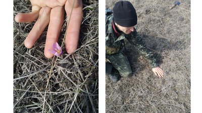 Гора брандушок на Чигиринщині Гора брандушок на Чигиринщині