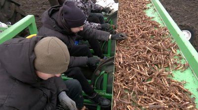 Висаджували міскантус на Хмельниччині Висаджували міскантус на Хмельниччині