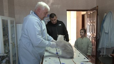 Павло Гнатишин, вакцинація тварин, кішка, Тернопіль Павло Гнатишин, вакцинація тварин, кішка, Тернопіль