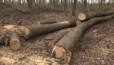 Вирубка лісу Вирубка лісу