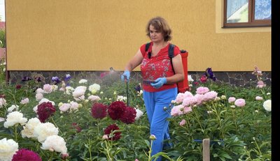 Оксана Юрченко, півонії Оксана Юрченко, півонії