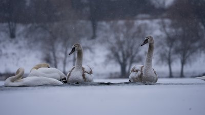 "Морози для них не страшні". Як у Сумах рятували лебедів "Морози для них не страшні". Як у Сумах рятували лебедів