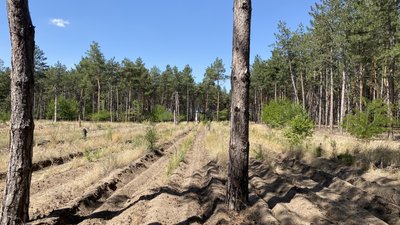 На Миколаївщині відновлюють ліси після російських обстрілів На Миколаївщині відновлюють ліси після російських обстрілів