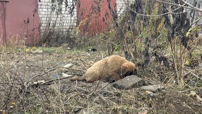 Цуценя евакуація тварин UAnimals Донецька область 9 листопада 2025 рік Цуценя евакуація тварин UAnimals Донецька область 9 листопада 2025 рік