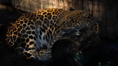 Лемури на сонці та сонні хижаки: осіння фотопрогулянка Рівненським зоопарком Лемури на сонці та сонні хижаки: осіння фотопрогулянка Рівненським зоопарком