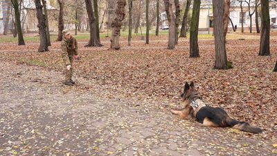Тренується щодня по три години й любить масаж: у кропивницькому підрозділі Нацгвардії служить вівчарка Герда Тренується щодня по три години й любить масаж: у кропивницькому підрозділі Нацгвардії служить вівчарка Герда