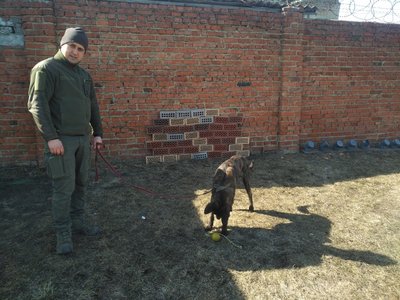 "Всі думають, що якщо собака шукає вибухівку, то вона їсть тротил з кашею": як собаки несуть службу на блокпостах Сум "Всі думають, що якщо собака шукає вибухівку, то вона їсть тротил з кашею": як собаки несуть службу на блокпостах Сум