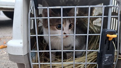 кішка евакуація тварин волонтери гуманітарного руху UAnimals Донецька область 25 листопада 2024 рік кішка евакуація тварин волонтери гуманітарного руху UAnimals Донецька область 25 листопада 2024 рік