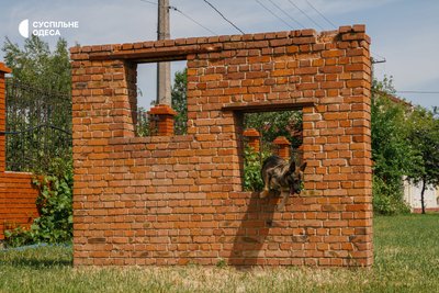 Шукають наркотики та вибухівку: як в Одесі тренують службових собак Шукають наркотики та вибухівку: як в Одесі тренують службових собак
