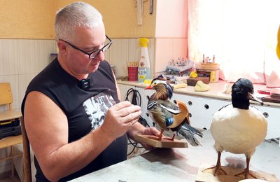 Рись із петлі, олень після ДТП і птах із дробинами: як у музеї на Волині працює таксидерміст Рись із петлі, олень після ДТП і птах із дробинами: як у музеї на Волині працює таксидерміст