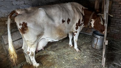 село Селезнівка корова Миколаївська громада Донецька область 29 січня 2025 рік село Селезнівка корова Миколаївська громада Донецька область 29 січня 2025 рік