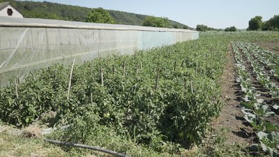 Ціна залишається високою: на Вінниччині розпочали збір солодкого перцю Ціна залишається високою: на Вінниччині розпочали збір солодкого перцю