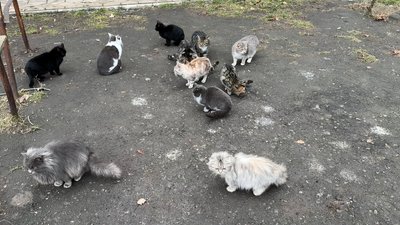 Мирноград коти Донецька область 11 січня 2025 року Мирноград коти Донецька область 11 січня 2025 року