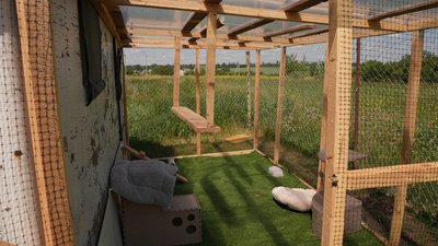 Лікує, вакцинує і шукає родини: кропивничанка створила притулок для котів і собак