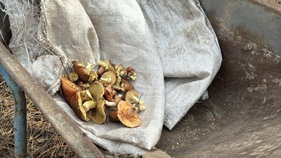 «Збираємо ті гриби, які знаємо»: як триває сезон тихого полювання на Миколаївщині «Збираємо ті гриби, які знаємо»: як триває сезон тихого полювання на Миколаївщині
