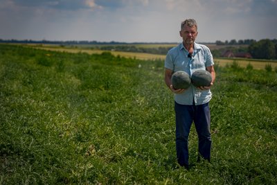 "Кавуни не витримують температури": як аномальна спека вплинула на врожай Дніпропетровщини "Кавуни не витримують температури": як аномальна спека вплинула на врожай Дніпропетровщини