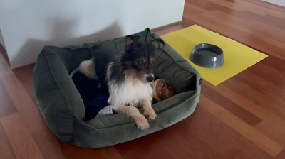 "Ми бачимо, що він дуже щасливий". Знам'янський пес з інвалідністю став улюбленцем голландської сім'ї "Ми бачимо, що він дуже щасливий". Знам'янський пес з інвалідністю став улюбленцем голландської сім'ї