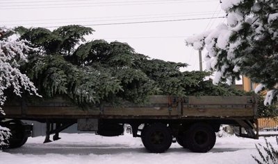 У Львові встановили головну ялинку міста У Львові встановили головну ялинку міста