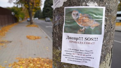 У пошуках Талісмана: дніпрянка Марія тиждень не може знайти свою домашню сову