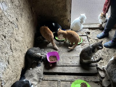 "Покинути їх я вже не могла": переселенка з Покровська вивезла на Дніпропетровщину 23 котів "Покинути їх я вже не могла": переселенка з Покровська вивезла на Дніпропетровщину 23 котів