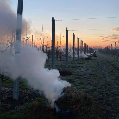 Садівники використовують димові завіси, аби вберегти цвітіння від заморозків Садівники використовують димові завіси, аби вберегти цвітіння від заморозків
