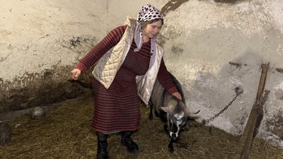 Коза Красуня, село Спасько-Михайлівка Новодонецька громада Донецька область 19 грудня 2025 рік Коза Красуня, село Спасько-Михайлівка Новодонецька громада Донецька область 19 грудня 2025 рік