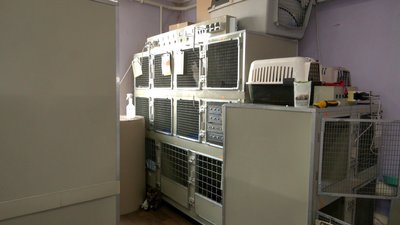 Краматорськ котячий стаціонар ветлікарі тварини Донецька область 5 лютого 2025 рік Краматорськ котячий стаціонар ветлікарі тварини Донецька область 5 лютого 2025 рік