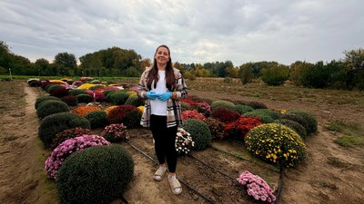 На городі замість картоплі — хризантеми: жителька Вінниччини виростила квітник із 500 кущів На городі замість картоплі — хризантеми: жителька Вінниччини виростила квітник із 500 кущів