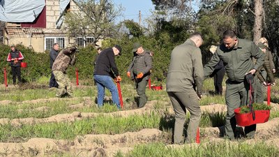 Висадили сосни на місці згорілого лісу біля Галицинового Висадили сосни на місці згорілого лісу біля Галицинового