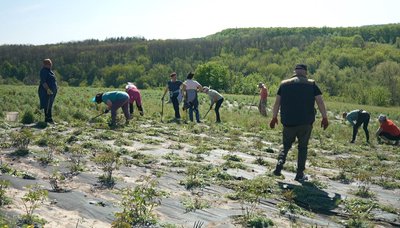 "Щоб не затоптали": у "Яру півоній" на Черкащині — нові правила відвідування "Щоб не затоптали": у "Яру півоній" на Черкащині — нові правила відвідування