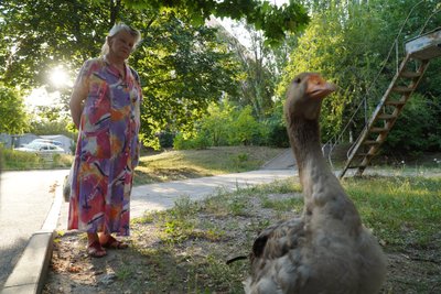 "Він – місцева знаменитість": на житломасиві Сокіл у Дніпрі щовечора гуляє гусак на прізвисько Гоша "Він – місцева знаменитість": на житломасиві Сокіл у Дніпрі щовечора гуляє гусак на прізвисько Гоша