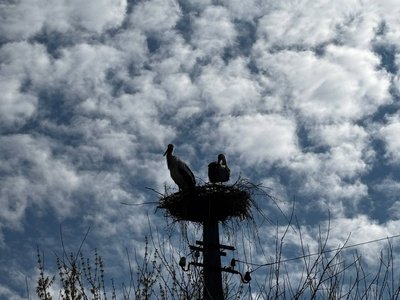 На Вінниччині подружжя відновило згоріле лелече гніздо: на Великдень птахи повернулися парою На Вінниччині подружжя відновило згоріле лелече гніздо: на Великдень птахи повернулися парою