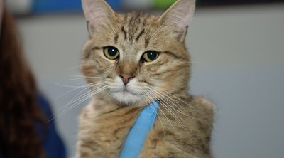 У Черкасах волонтери припинили роботу з відлову та стерилізації безпритульних котів У Черкасах волонтери припинили роботу з відлову та стерилізації безпритульних котів